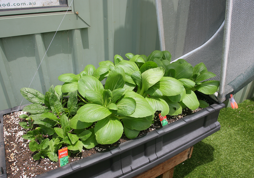 Vegepod Containergarten Klein mit VegeCover 0.5m x 1m - Vegepod Germany